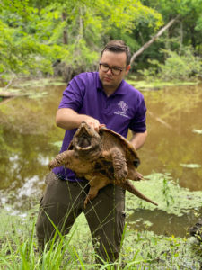 Twenty-one adult alligator snapping turtles were recently released back into East Texas waterways as part of a coordinated effort by the Texas Parks and Wildlife Department, U.S. Fish and Wildlife Service, Stephen F. Austin State University and multiple additional agencies after being seized in a trafficking attempt. Although once common, populations of alligator snapping turtles have been so drastically reduced that it is now listed as a species of conservation concern by every state within its natural range. Pictured, Dr. Christopher Schalk, assistant professor of forest wildlife management at SFA, prepares to release one of the turtles back into its native habitat.