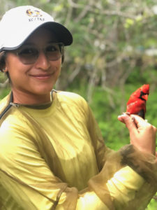 Current research indicates a significant loss in avian abundance and diversity during the past 50 years in North America. With this in mind, three Stephen F. Austin State University forestry graduate students are conducting research across Texas and the Mississippi alluvial valley to advance avian conservation practices and augment available scientific data. Pictured is Alejandra Martinez, SFA forestry graduate student, holding a Northern cardinal captured during her field work.